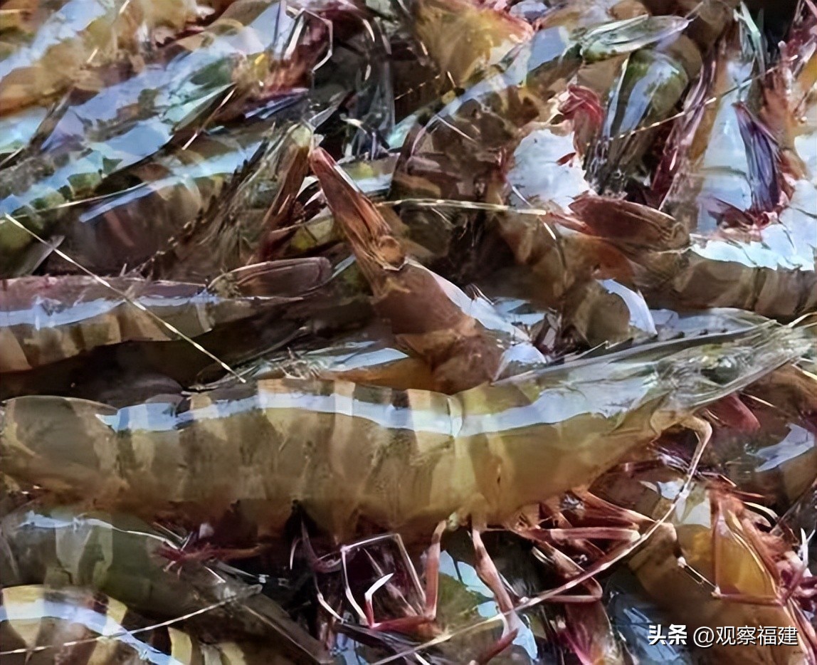 诏安秋天吃什么海鲜,福建各种海鲜图片大全