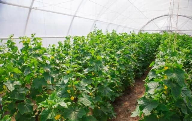 南瓜秧旺长不结瓜怎么办,黄瓜南瓜丝瓜的花多半都不会结果