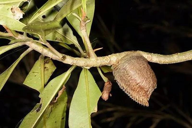 治尿床漏尿的药,治遗尿的药有哪些