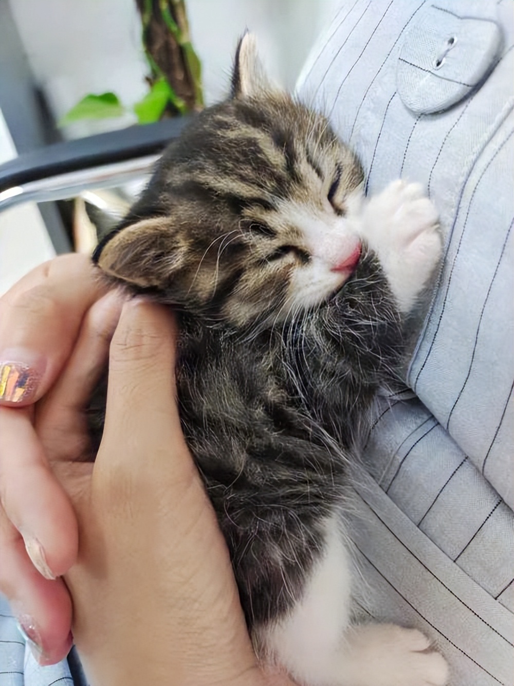 买猫要注意哪几个细节,买猫一般注意哪些问题