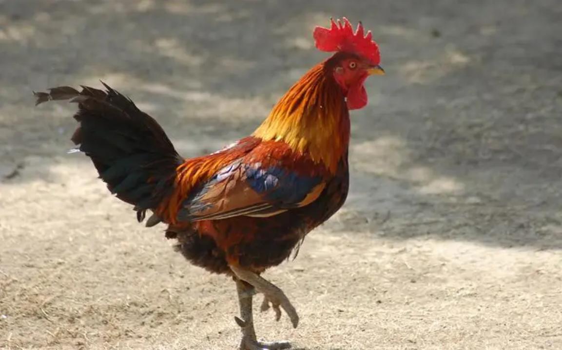 牛津女博士研究100种动物“*生活性**”，只为发现人类相爱的秘密