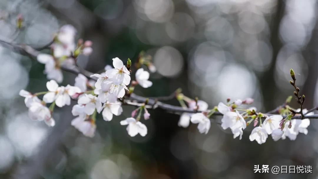 湖北荆州：石首“繁花”上大分↑即将刷爆朋友圈！
