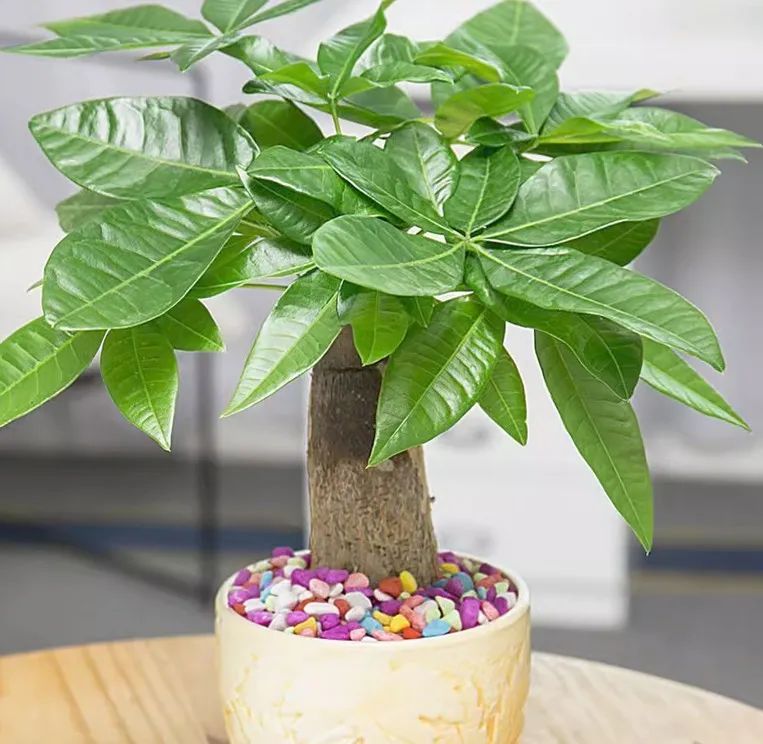 招财树叶子枯黄掉叶小妙招,招财树叶子发黄掉落怎么补救