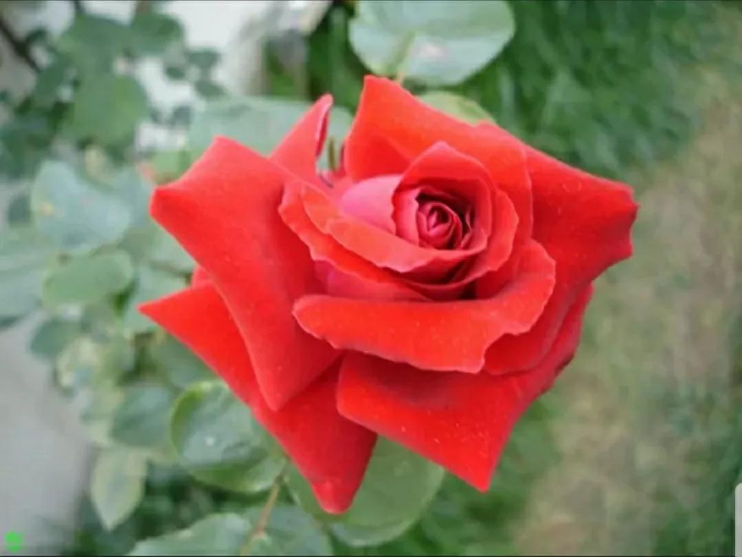 月季蔷薇玫瑰三者的区别图,蔷薇月季玫瑰的区别和联系