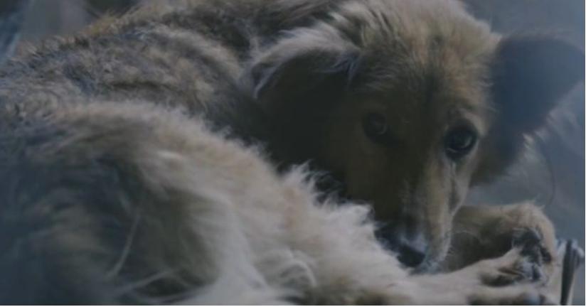 台湾17岁狗安乐死,台湾女子给狗狗安乐死