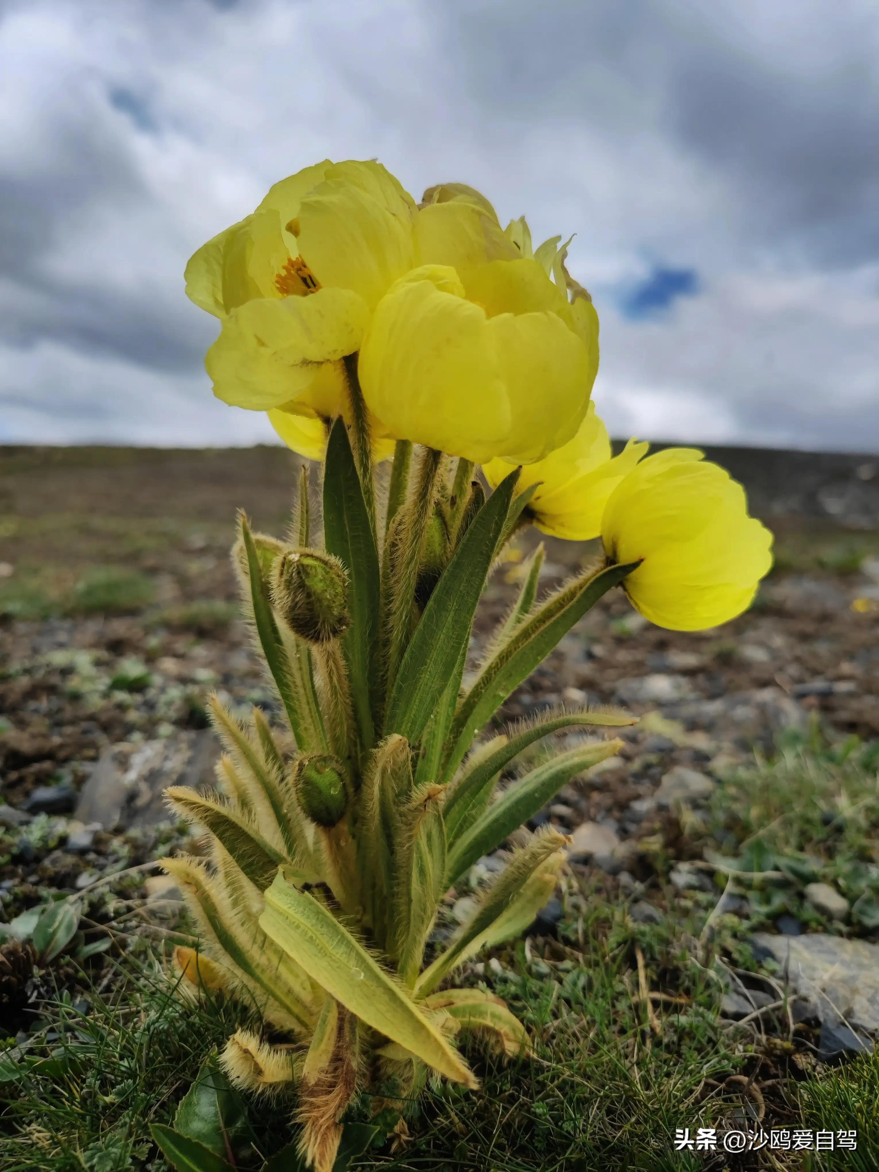 西藏自驾游三大圣湖,自驾西藏行摄之旅米堆冰川