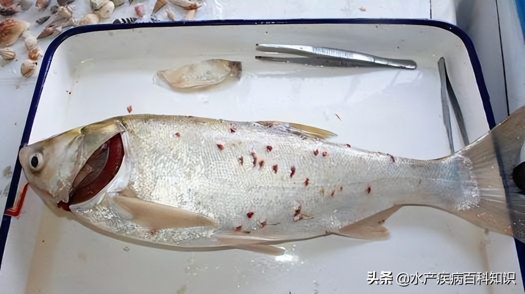 锚头鳋用药几次能解决问题,锚头鳋病是什么原因引起