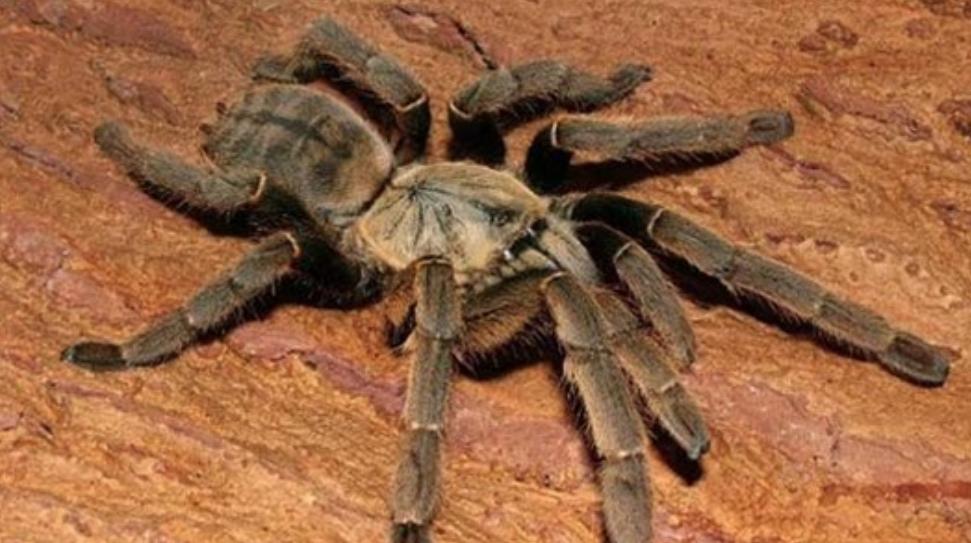 虎纹捕鸟蛛咬死牛事件,老虎捕杀大水牛