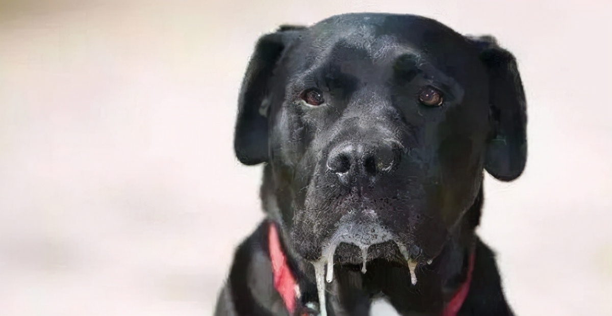 狗狗嘴里有粘液正常吗,狗狗嘴巴流粘液的原因是什么