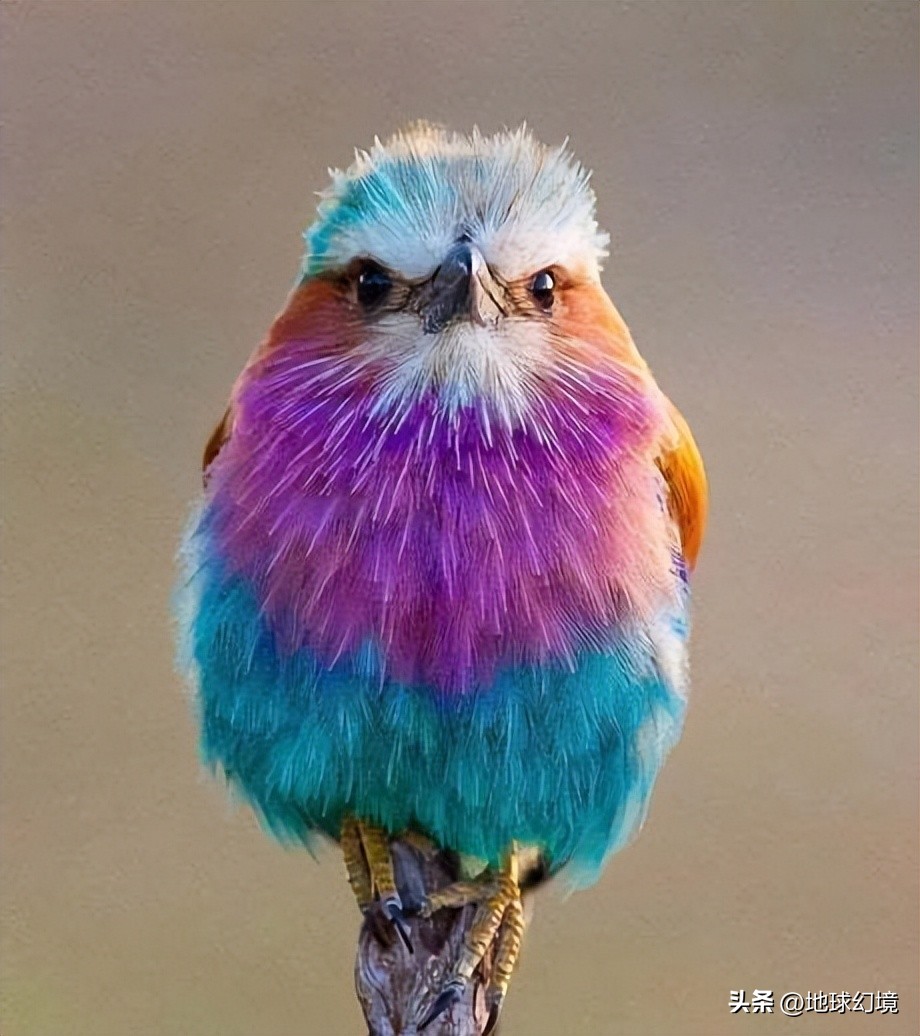 十大深海神秘巨型生物图片,天空拍到的像水母生物图