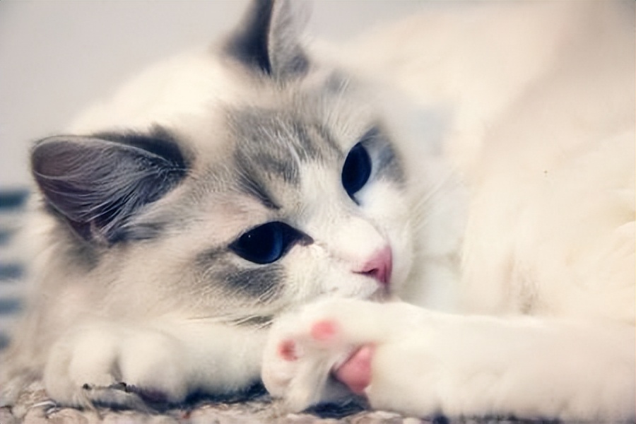 想在网上买猫怎么买,线上买猫的最佳方法