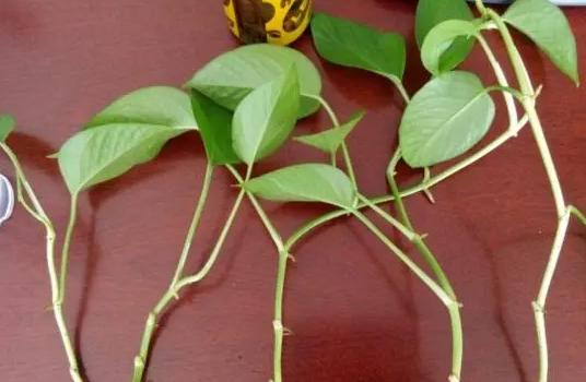 绿萝扦插水培的方法与技巧,绿萝剪枝扦插方法水培教程