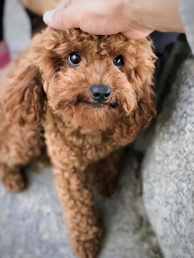 泰迪恨主人五种表现,泰迪有什么坏心思视频