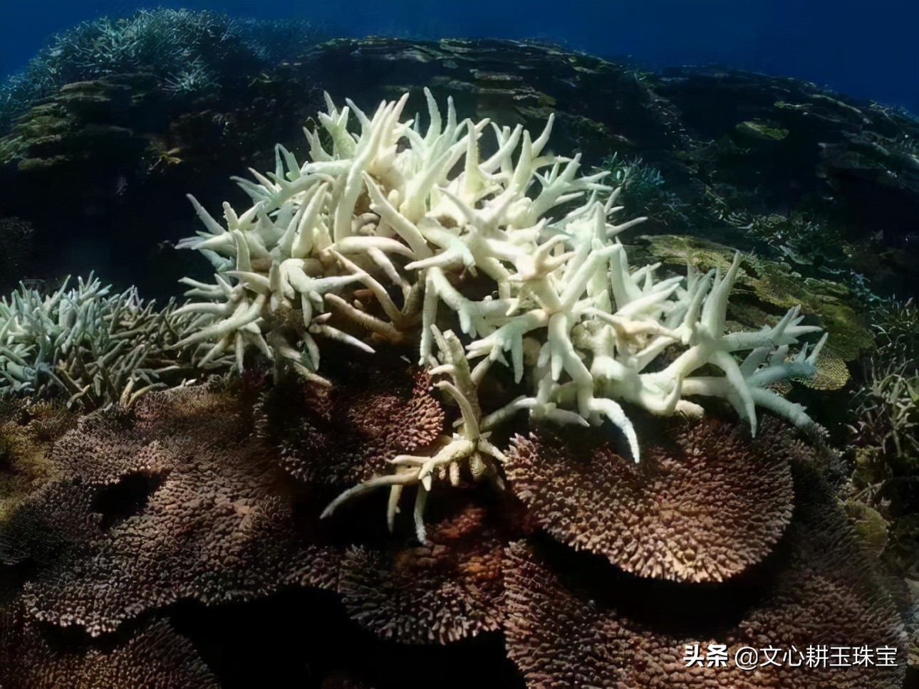 红色珊瑚石,红色黄金榕