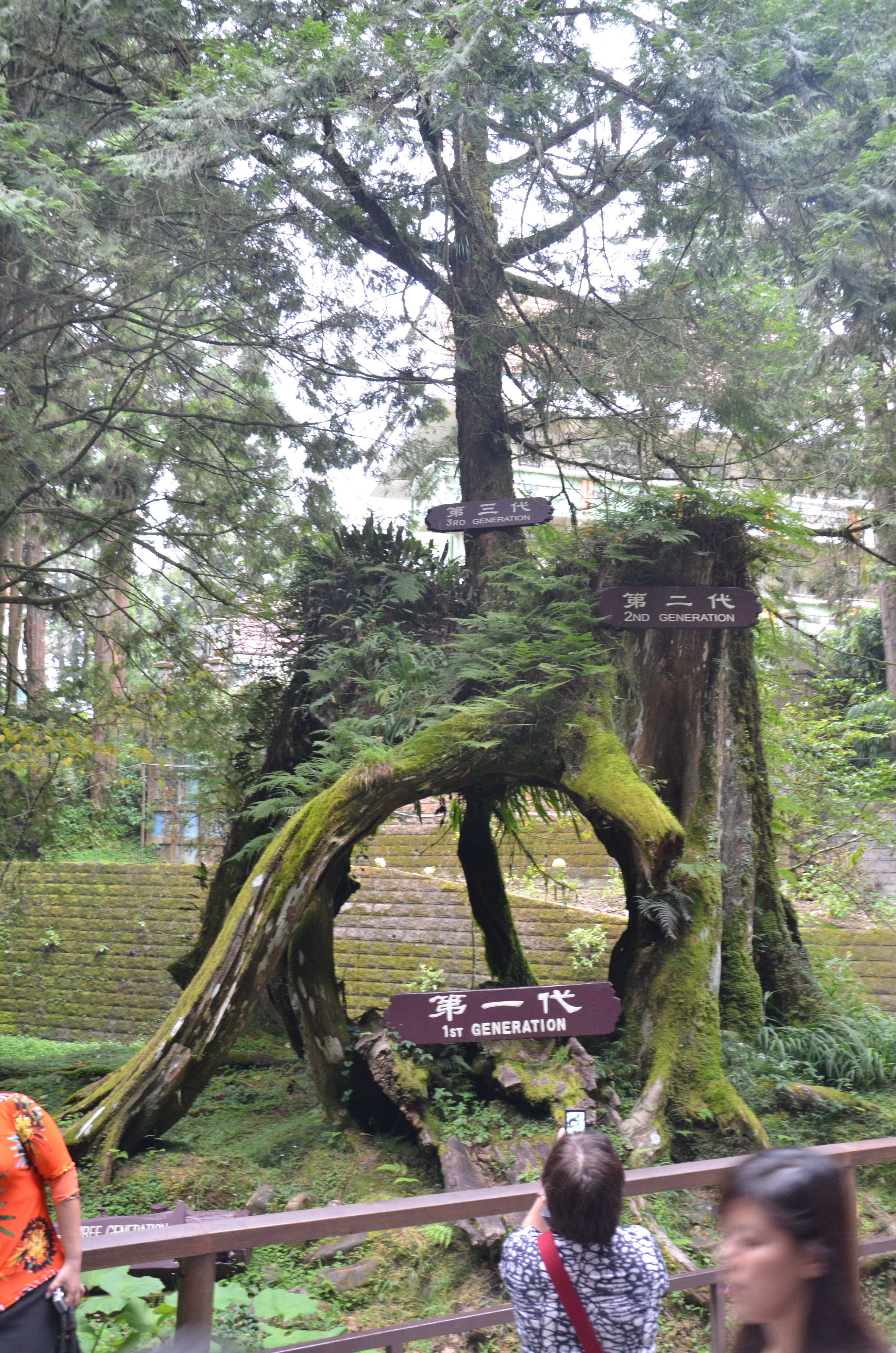 台湾阿里山古树,台湾阿里山景区