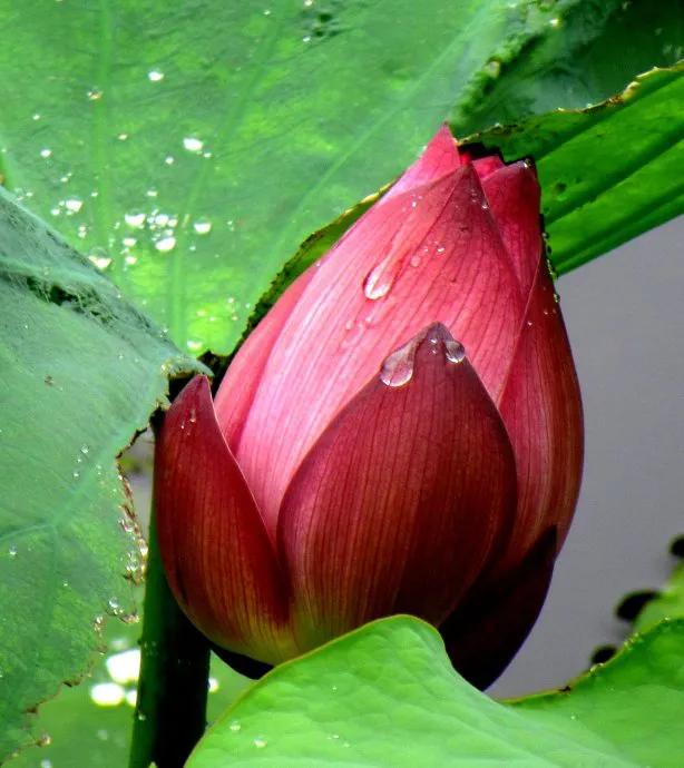 莲出淤泥而不染濯清涟而不妖,荷花出泥而不染芙蓉出水更娇艳