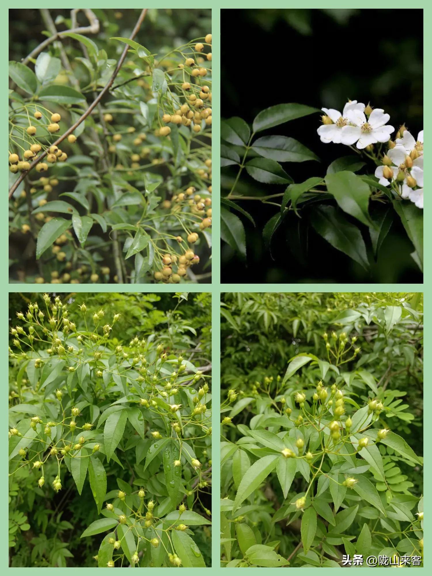 看图识花卉查询,看图识别花草树木