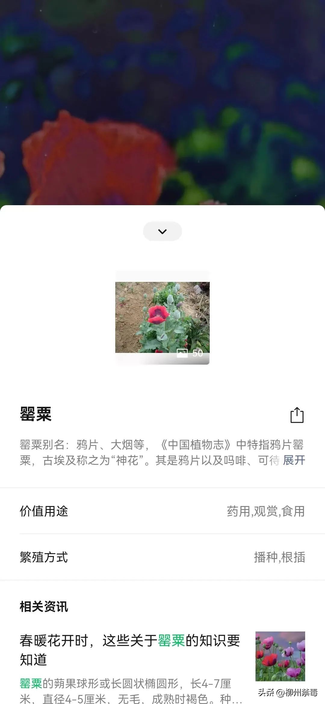 是“毒”还是“菜”？巧用微信“扫一扫”，*品毒**原植物立刻原形毕露！