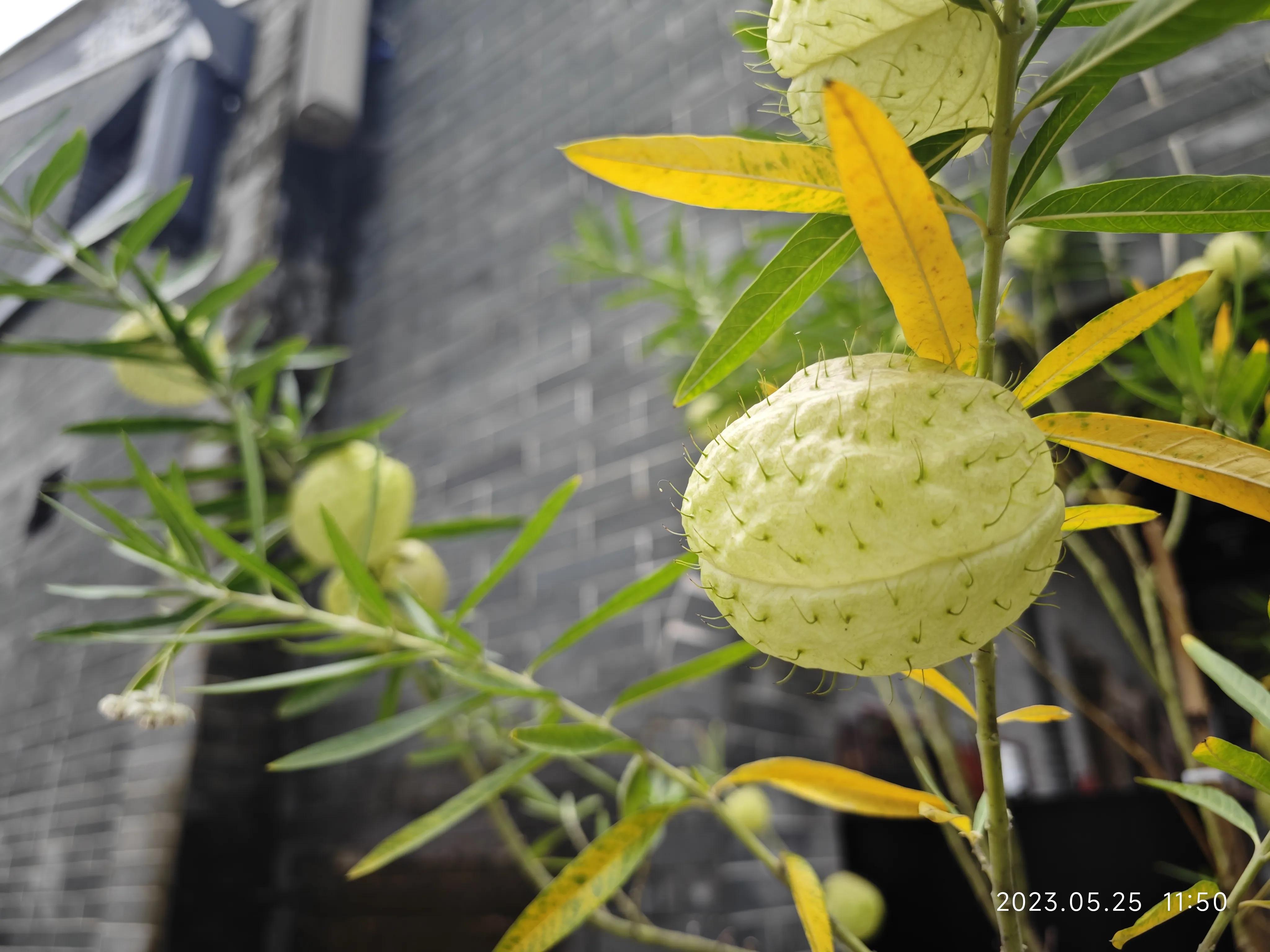 广州六榕寺求什么最灵,广州六榕寺传奇的寺庙