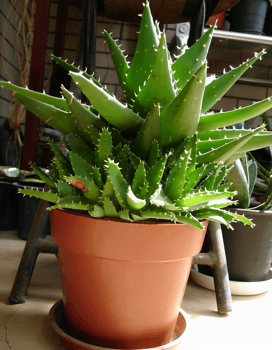 喜欢养花的人都会养什么花,喜欢养花的能不能养猫