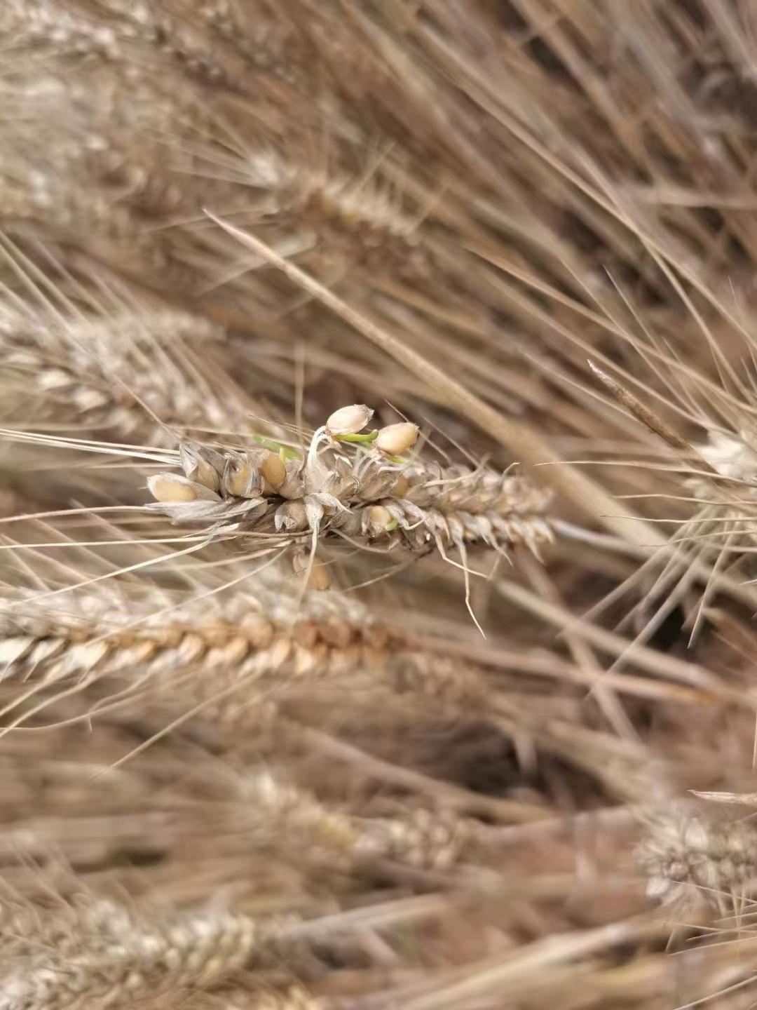 难忘儿时打麦场图片,难忘小时候的草原