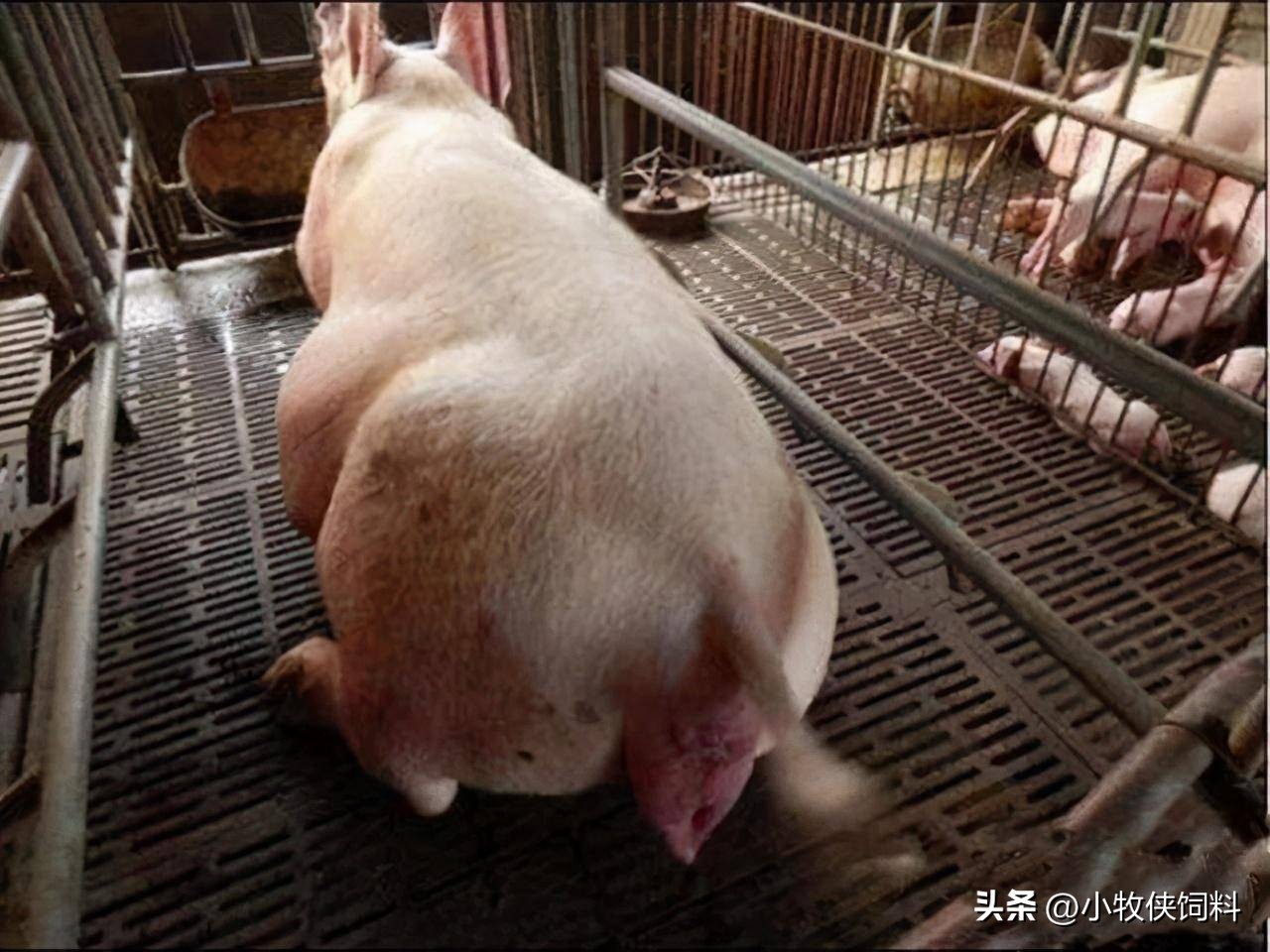 母猪子宫脱落缝合手法,母猪子宫脱落