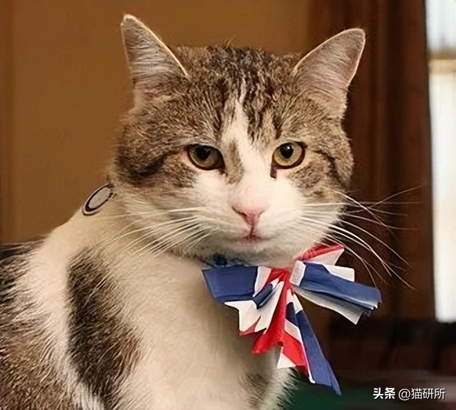 盘点那些有铁头功的猫咪 (盘点世界上那些有编制的猫咪)