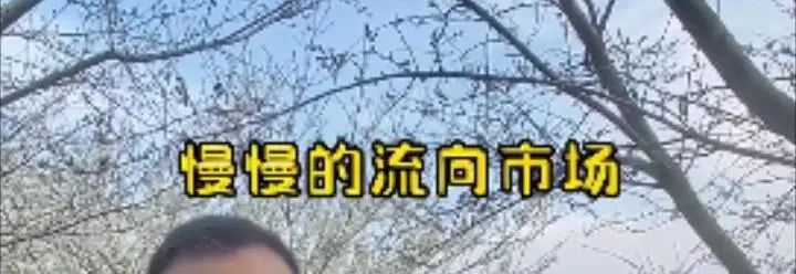 螺蛳粉味儿的樱花,带螺蛳粉味的樱花