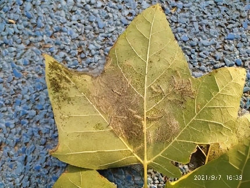 12月份园林绿化养护工作重点,元月份园林养护重点工作