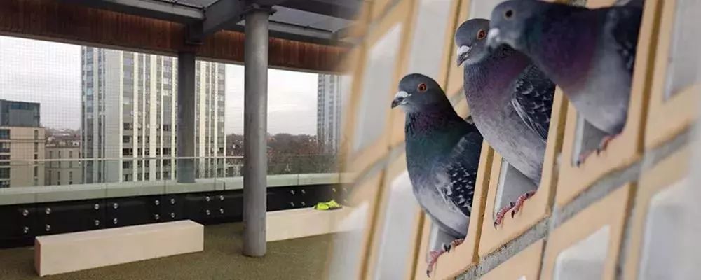 怎样培育自己的主力鸽,怎样从一窝鸽子挑出最好的狗