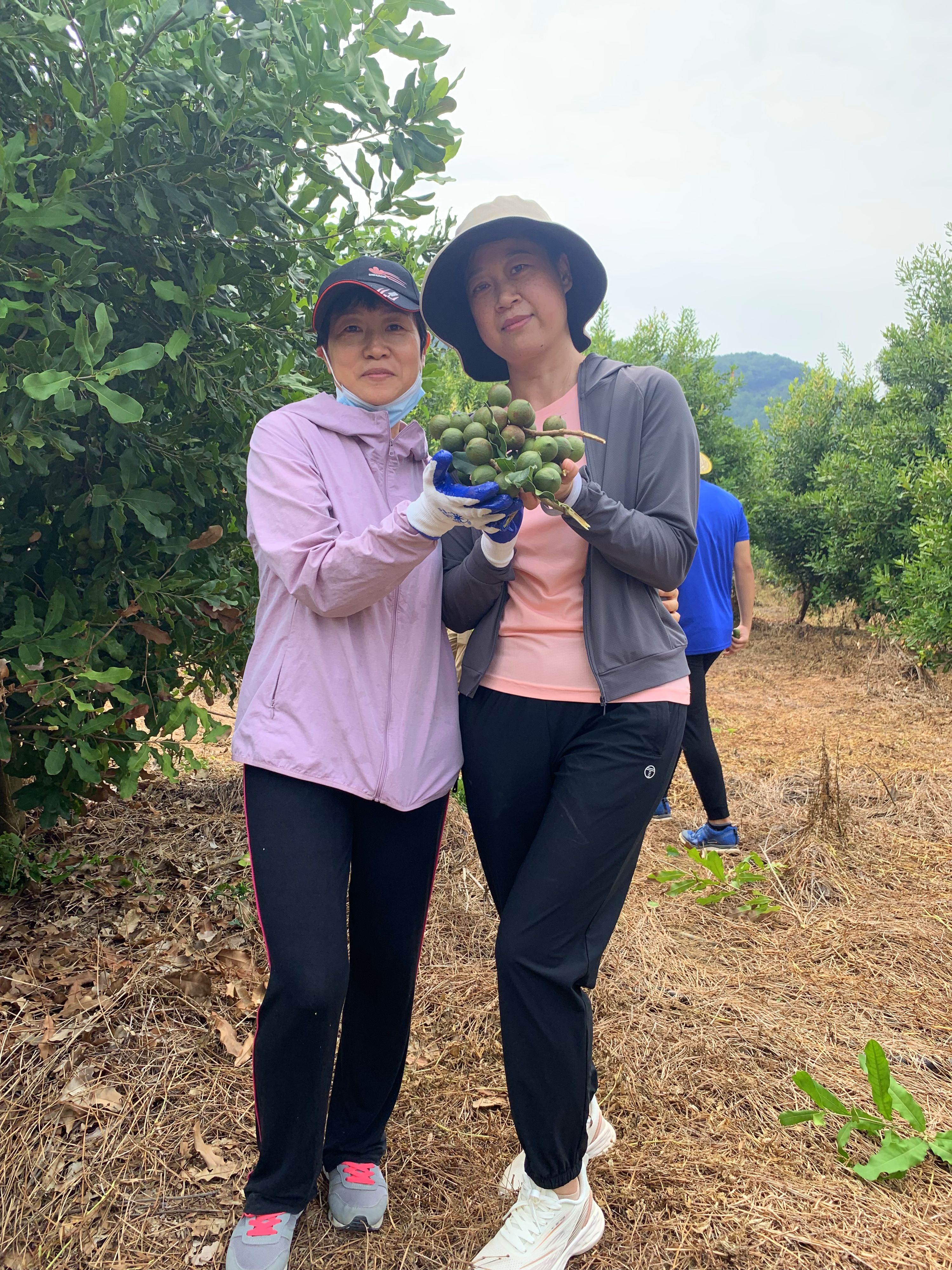 澳洲坚果采摘视频,澳洲坚果摘果