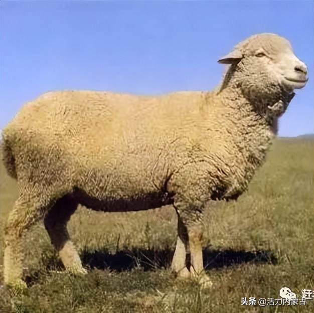 这场“羊”运会，内蒙古申请出战！