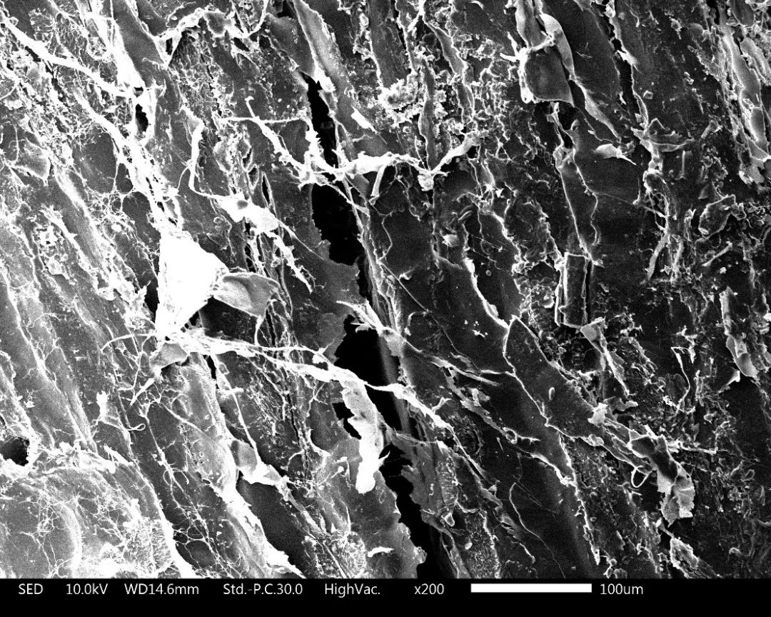 养猫卖宠物用品变现,养猫注意事项和骗局