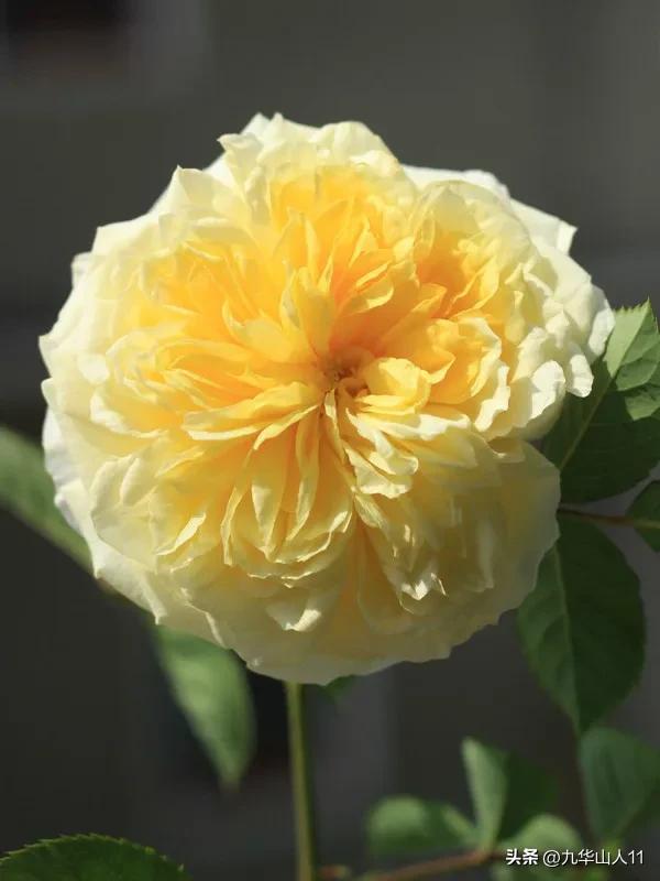 最耐寒的藤本月季哪个品种好 (藤本月季及主要品种详细介绍图解)