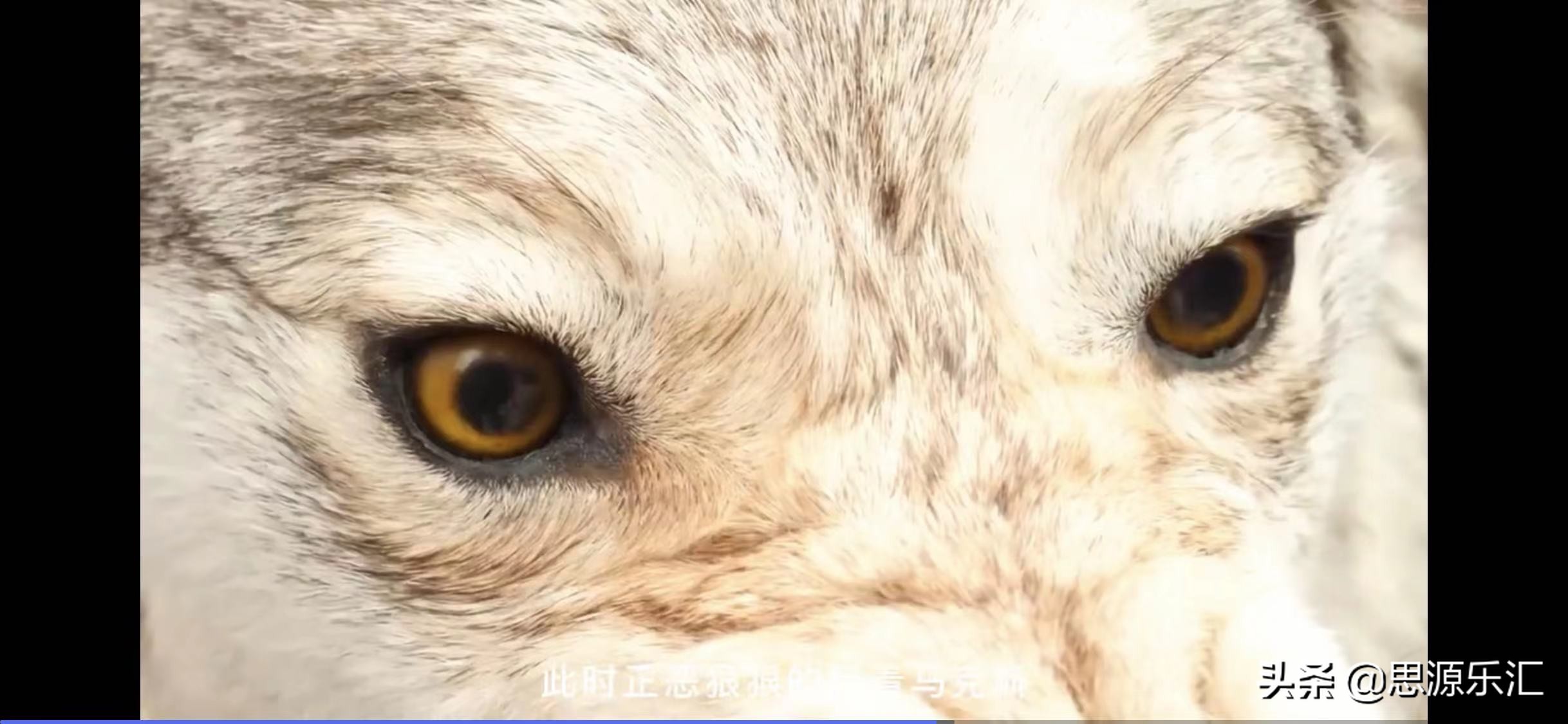 史上5大兽孩！狼孩、狗孩、小羚羊回归文明社会后，怎么样了呢？