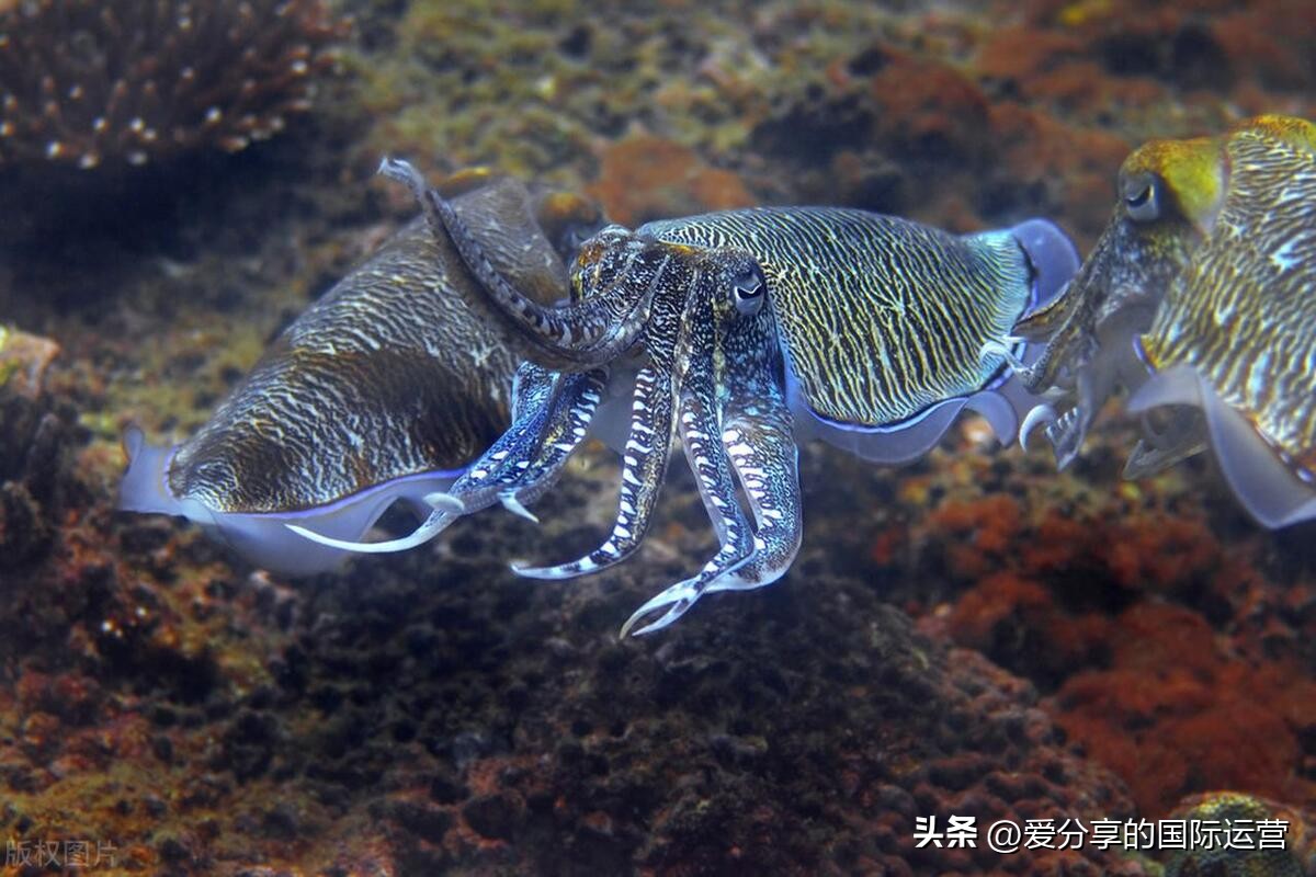 唐诗三百首幼儿胎教0-6岁,胎教必背唐诗100首带注解
