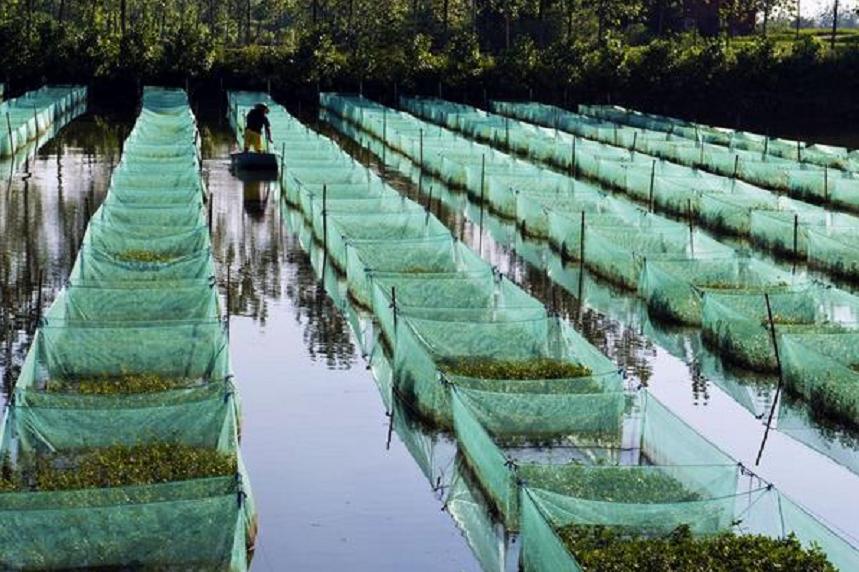 黄鳝在土里靠什么生存,黄鳝生活在淡水还是海水