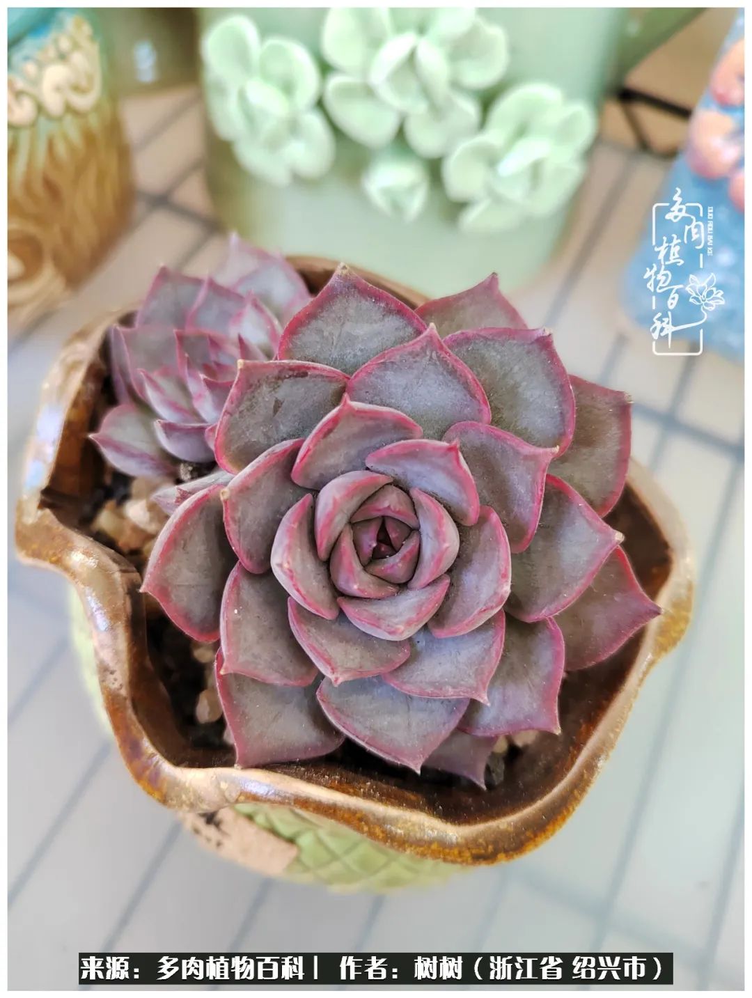 又临寒冬，暖阳下携手肉肉赏姹紫嫣红！