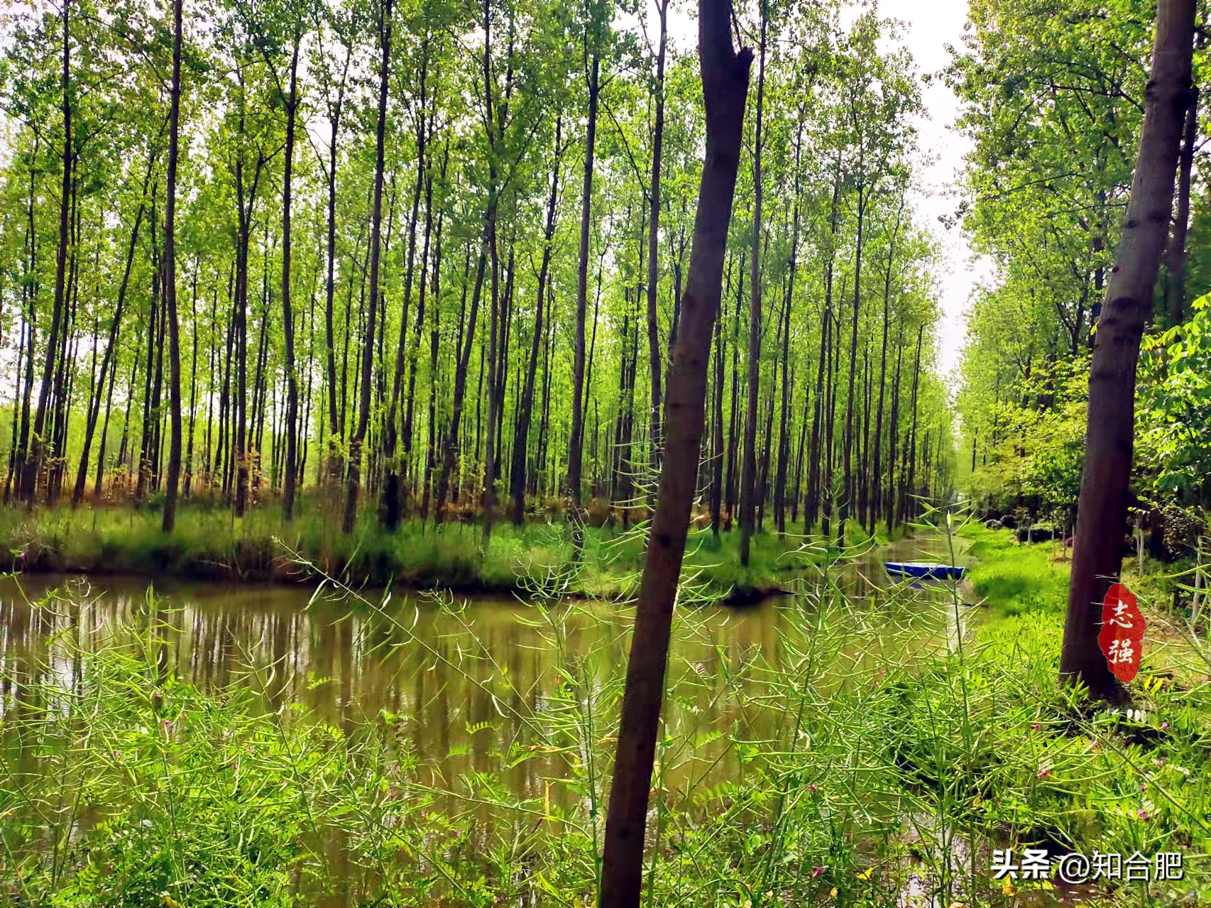 合肥五一有哪些景点可以去,合肥五一景点免费开放的地点