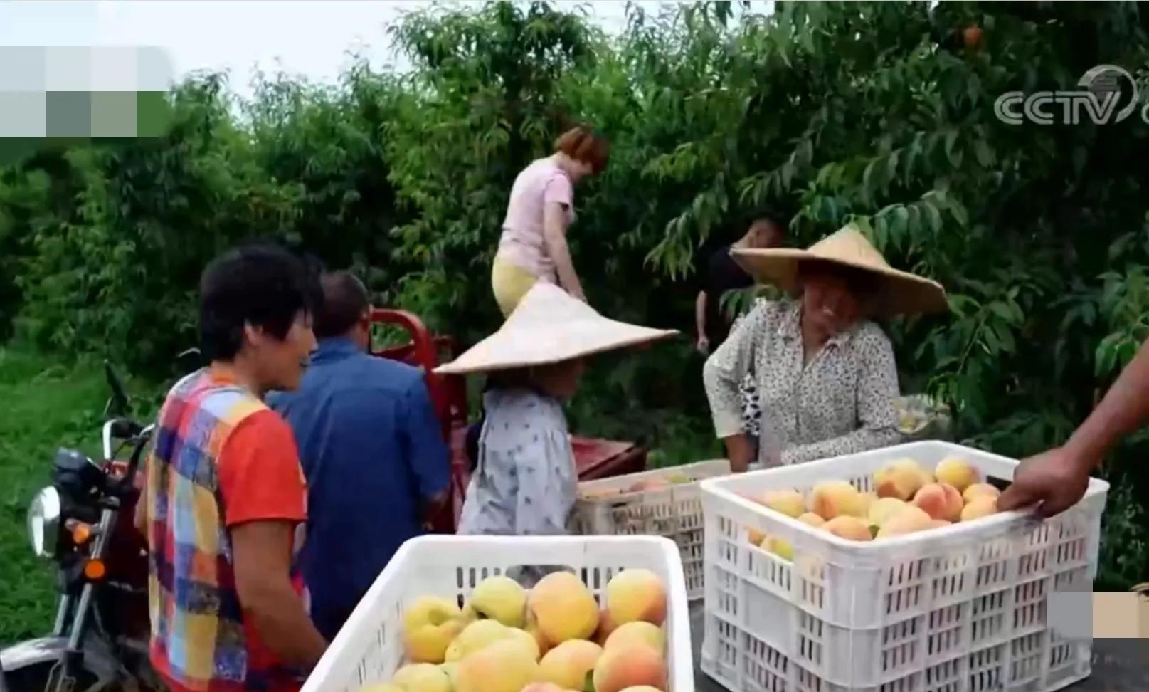 山东女孩承包5600亩地,女子承包500亩地种红薯被村民偷挖