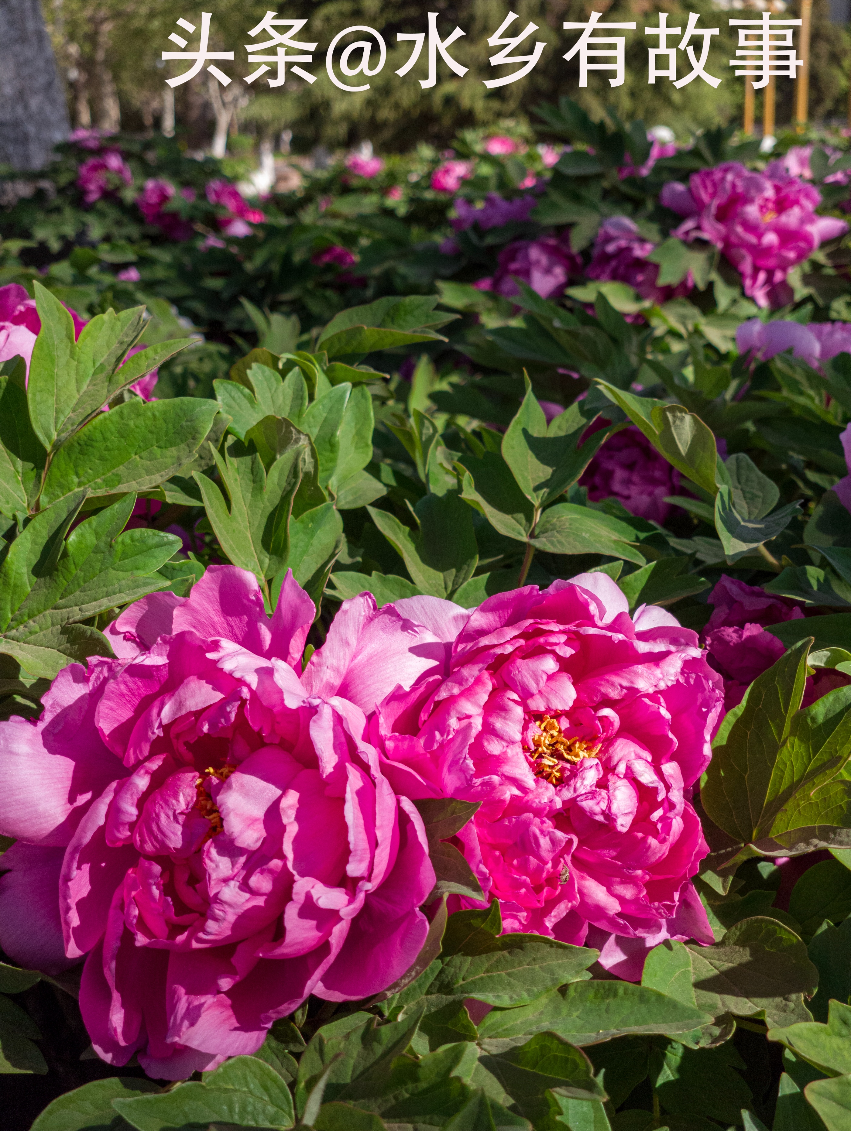 天津二宫的视频,天津二宫春色满园