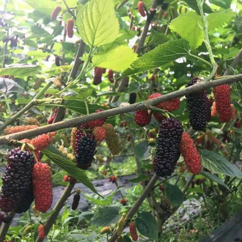 鲁北地区果桑高产栽培技术,果桑种植技术讲解