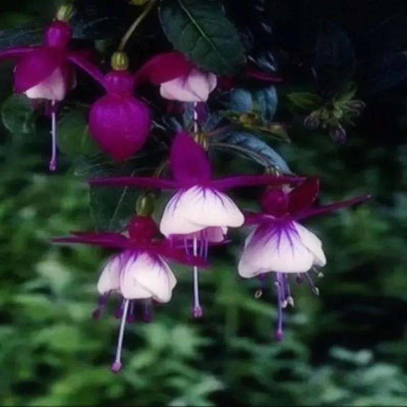 美丽的花倒挂金钟,美丽的倒挂金钟花图片