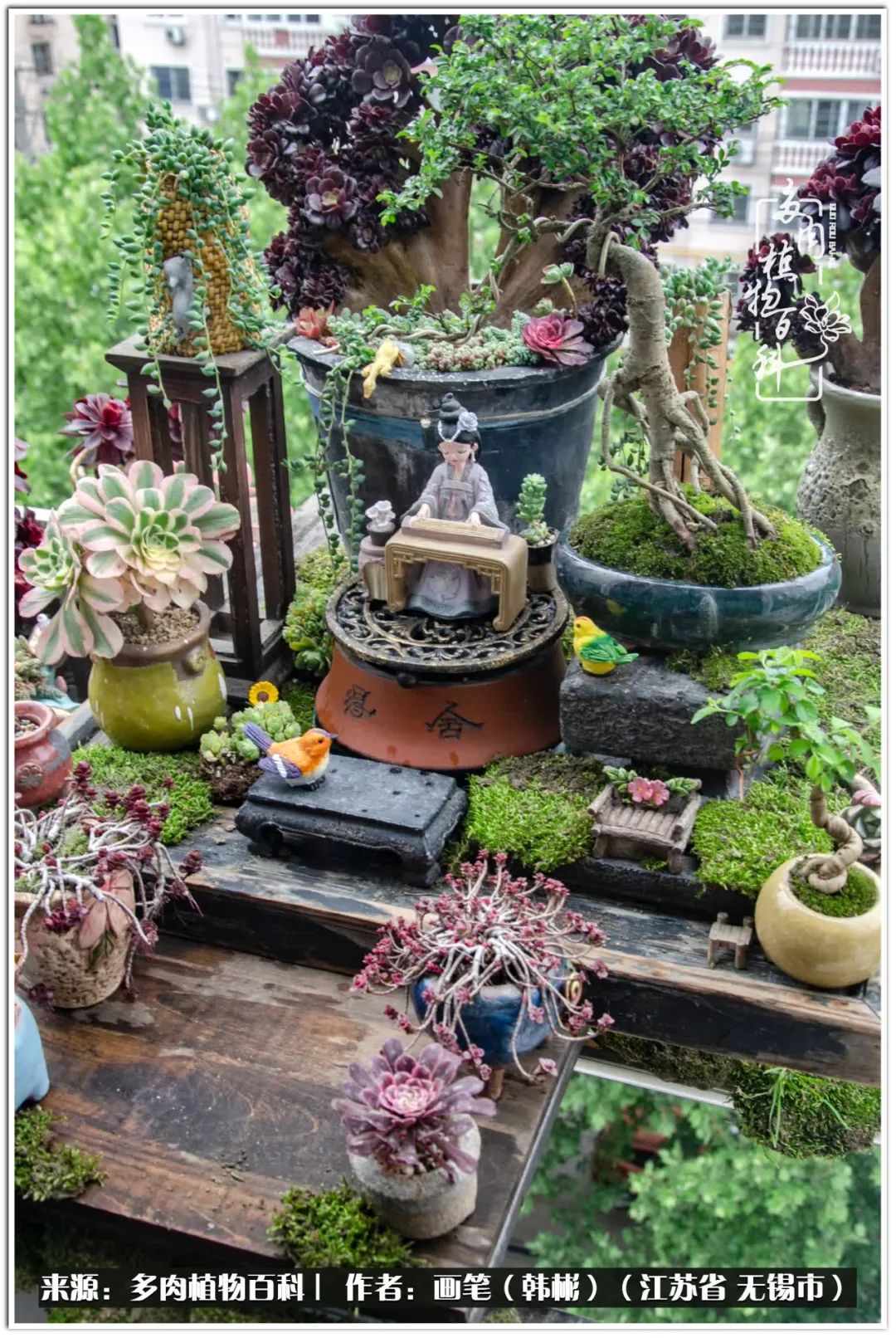 盆景多肉常遇到的问题,多肉盆景无穷小