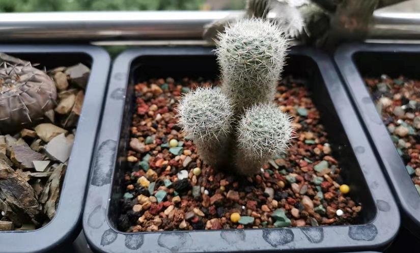 仙人球养护技巧和方法,仙人球的病虫害如何防治呢