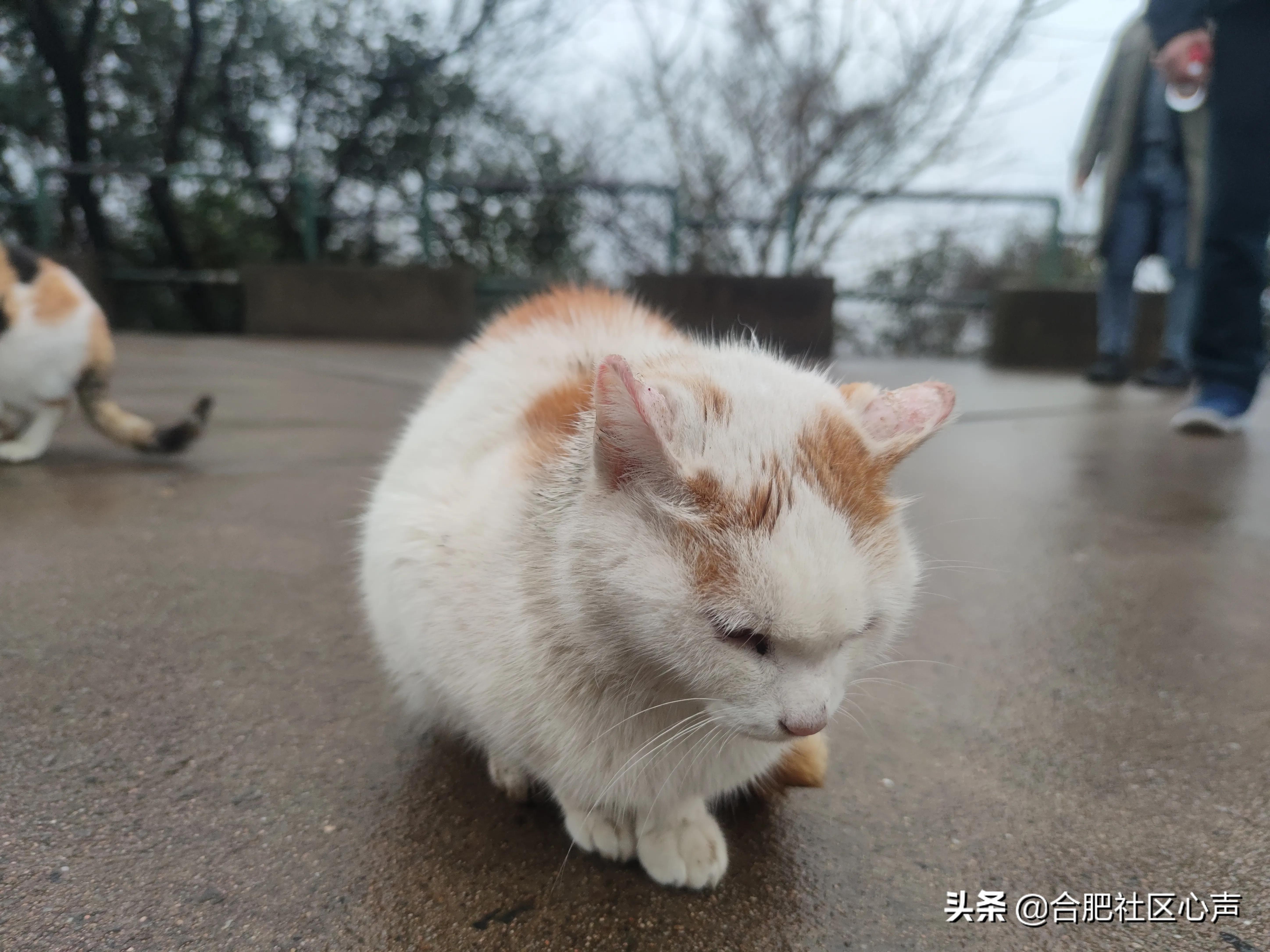 合肥有很多流浪猫的地方,合肥哪有流浪猫