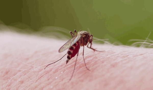 蚊子最怕的3个小妙招,快速让蚊子消失这小技巧