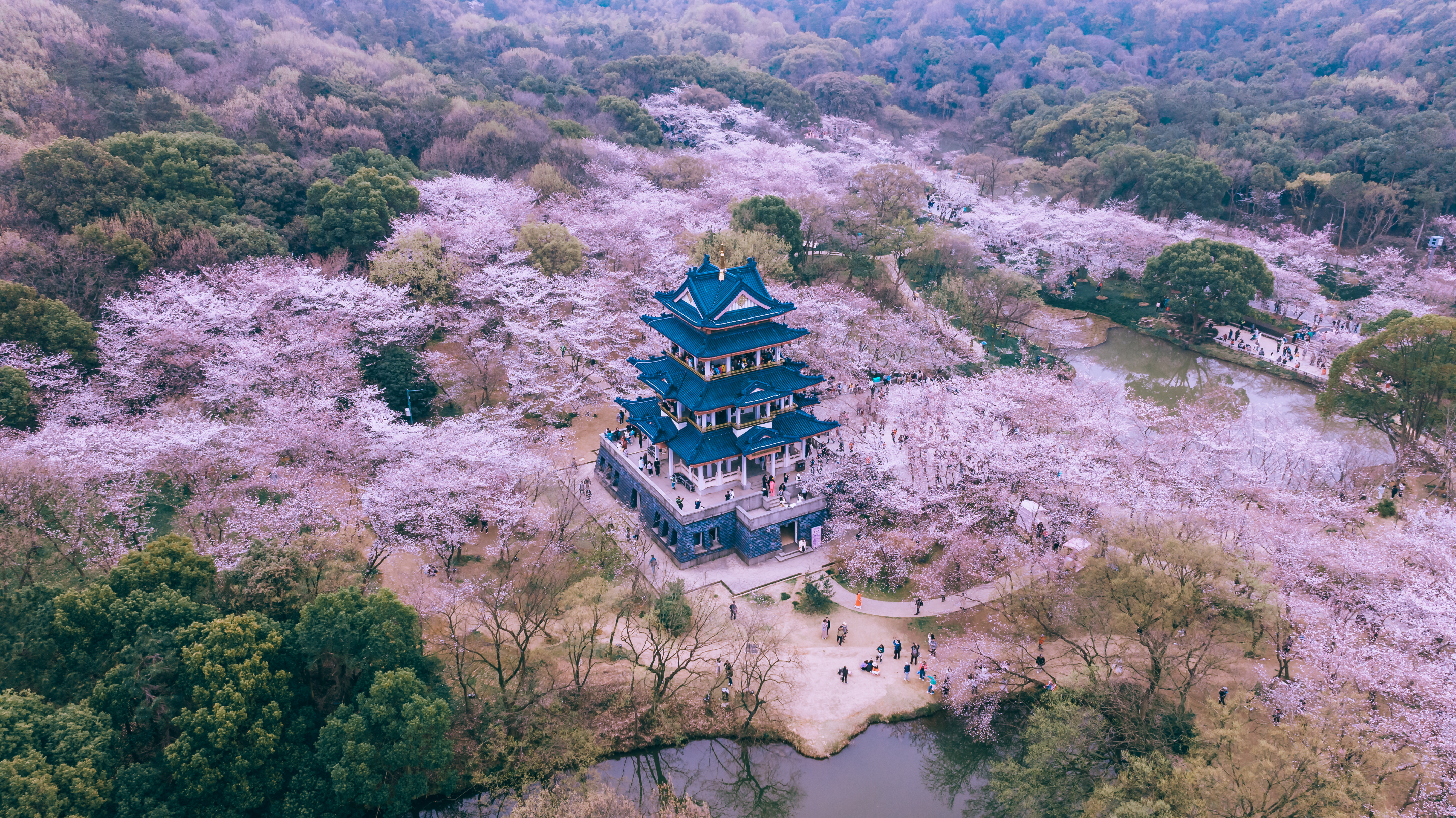鼋头渚樱花盛宴比日本更令人沉醉,太湖鼋头渚樱花美如画