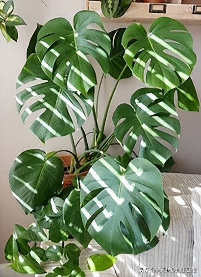 工作再忙也要给皮肤保养一下,工作需求天天熬夜怎么把皮肤养好