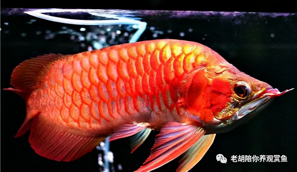 龙鱼褪色呆滞,龙鱼鳞片褪色